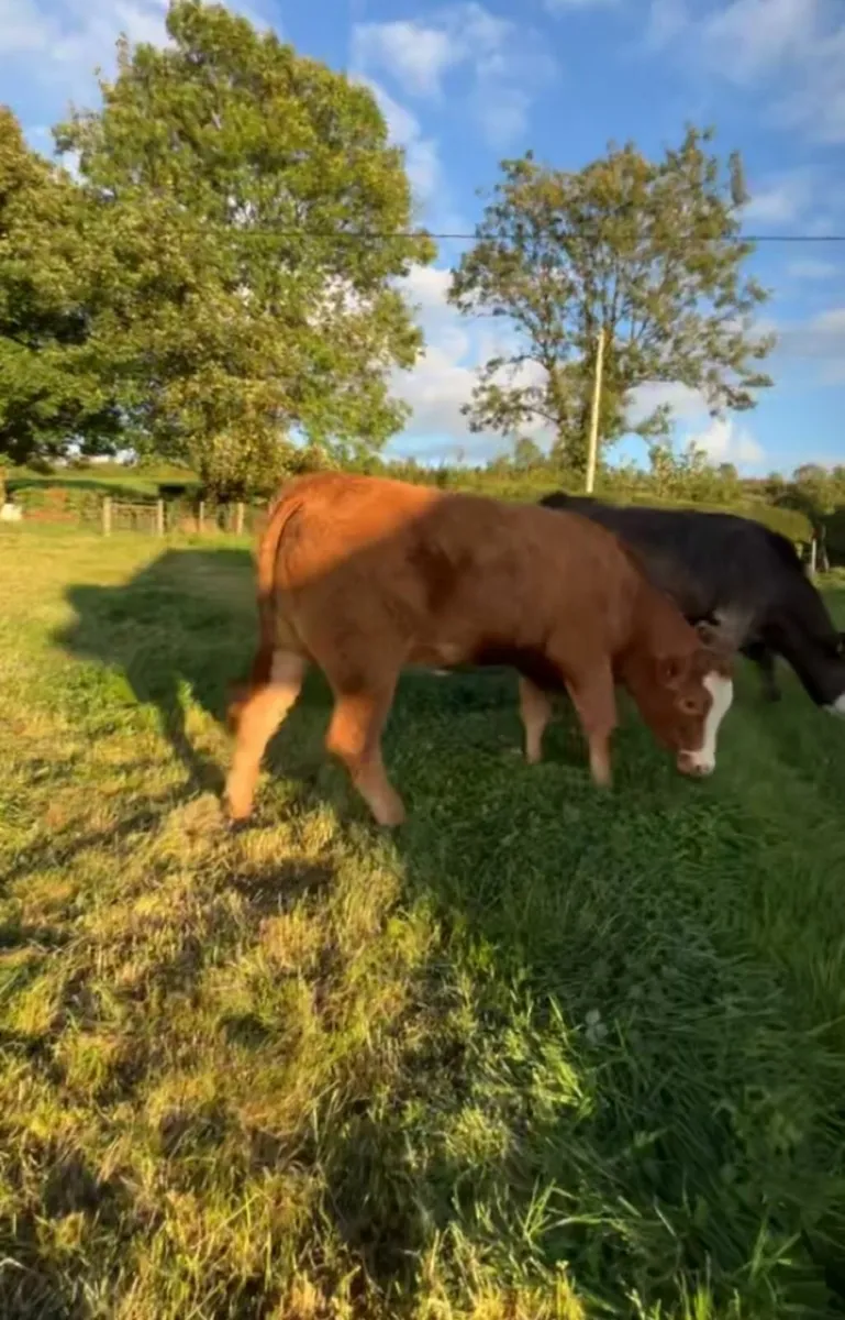 Eby bred Heifer - Image 2