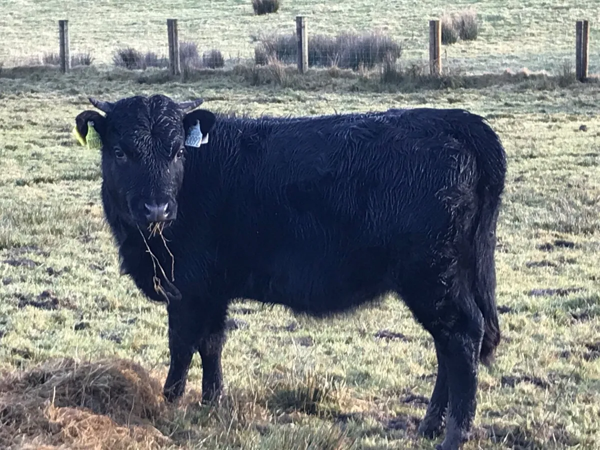Organic Dexter Cattle - Image 1