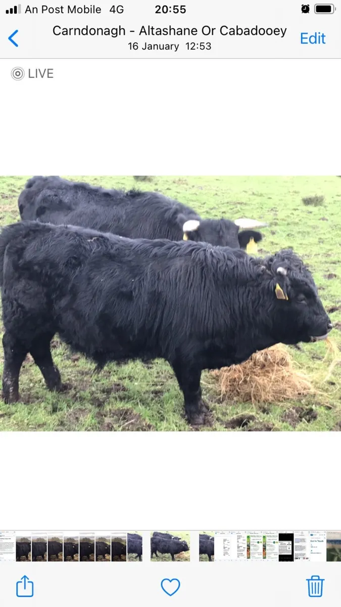 Organic Dexter Cattle - Image 2
