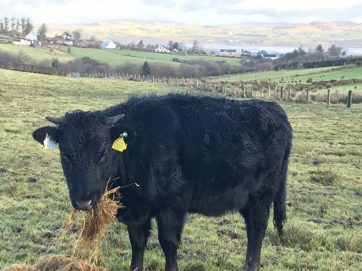 Organic Dexter Cattle - Image 3