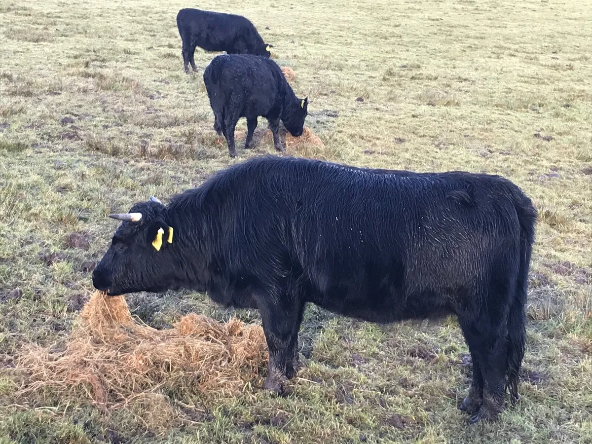 Organic Dexter Cattle - Image 4