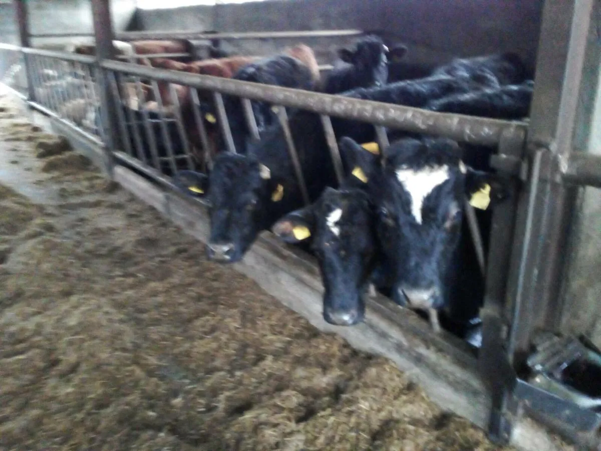 CATTLE WANTED OUT OF CLOSE DOWN HERDS TOP PRICE PA - Image 2