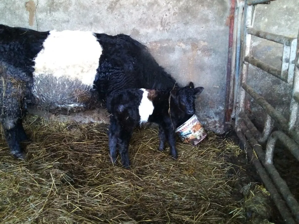 CATTLE WANTED OUT OF CLOSE DOWN HERDS TOP PRICE PA - Image 3