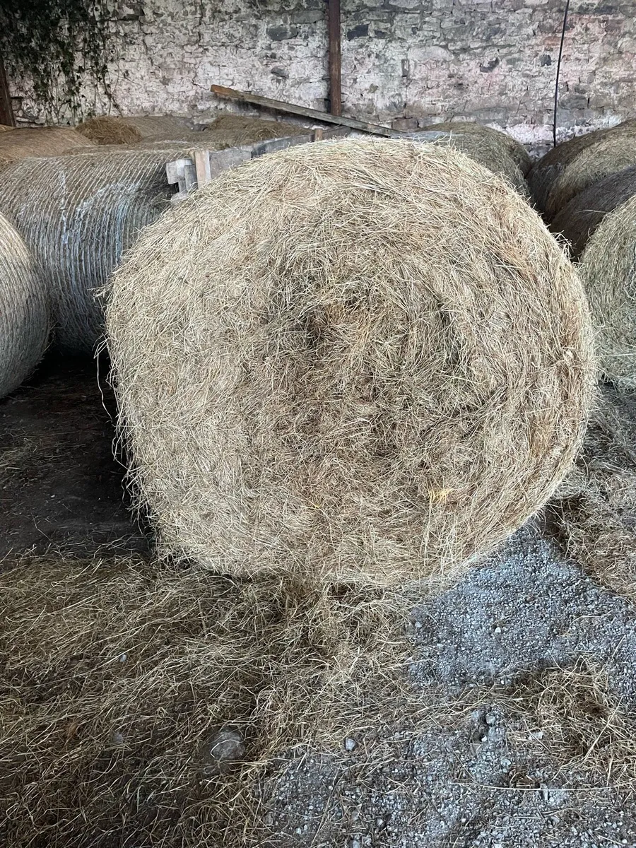 Round bales of hay