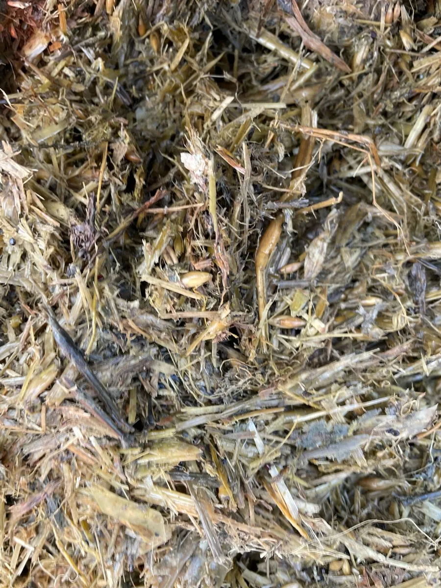 Wholecrop to mix with beet - Image 2