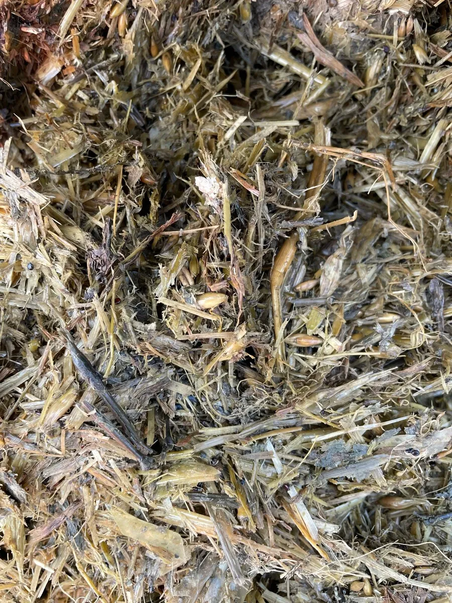Wholecrop to mix with beet - Image 3