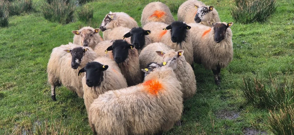 Hoggets - Image 2