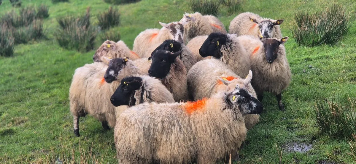 Hoggets - Image 3