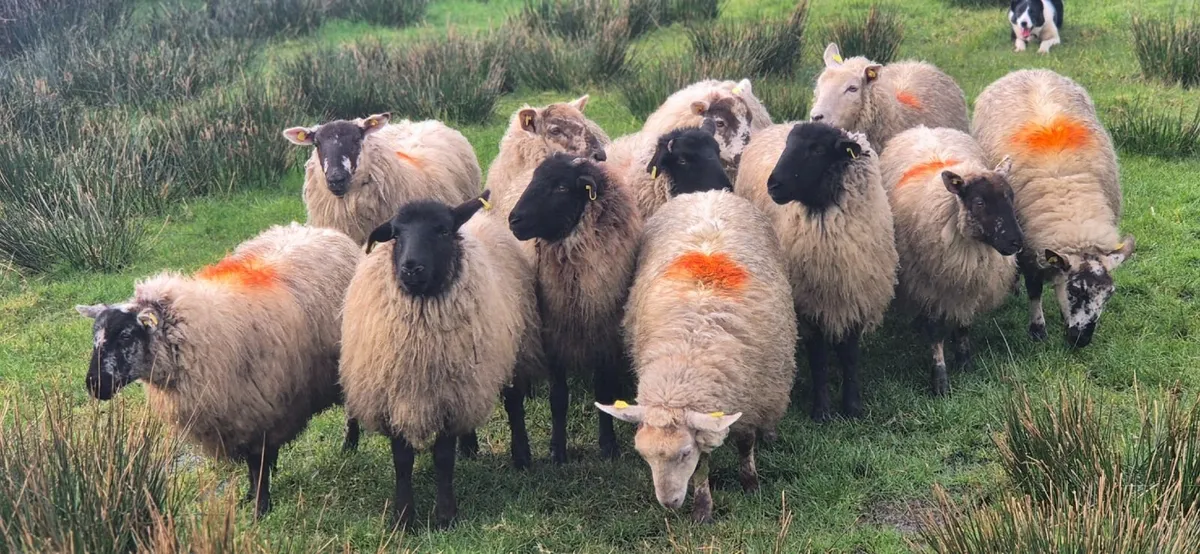 Hoggets - Image 1