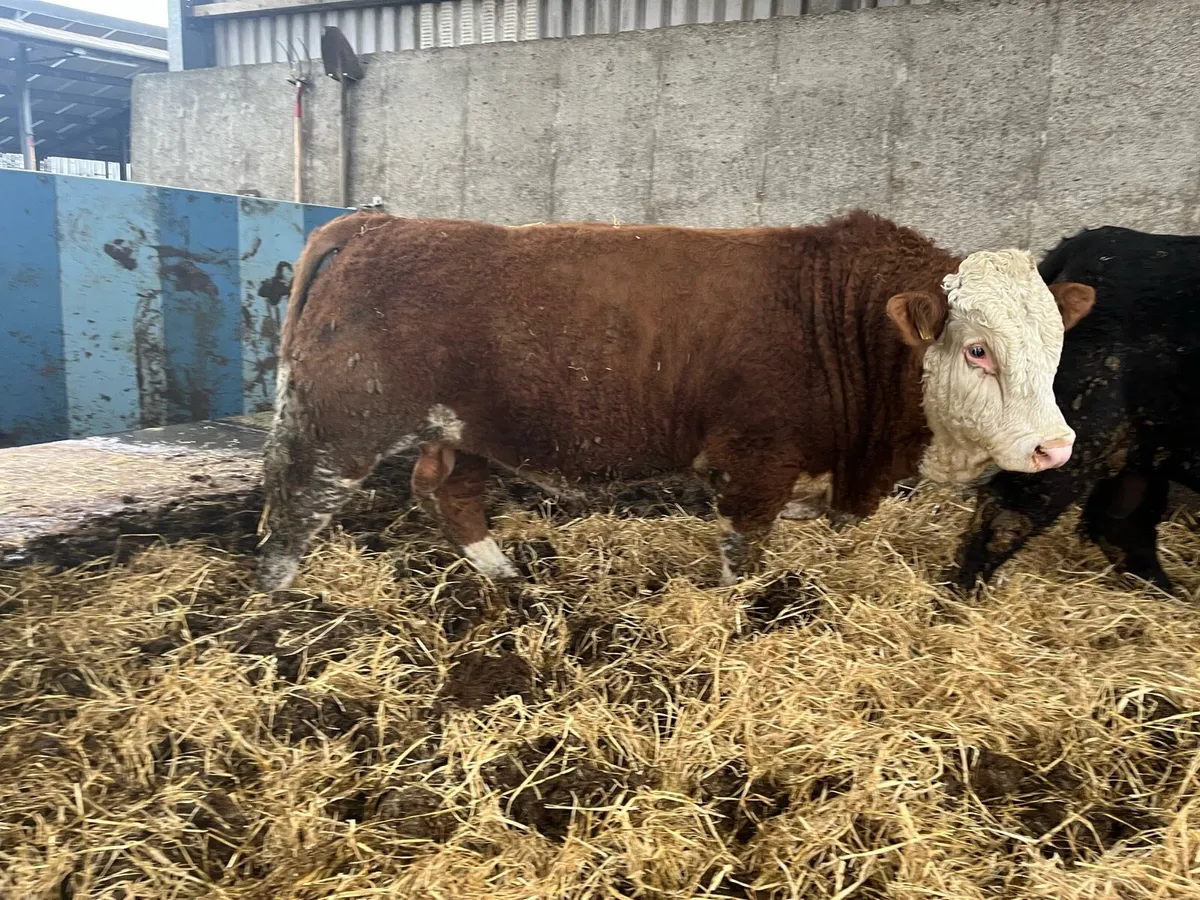 PBR Simmental Bulls - Image 2