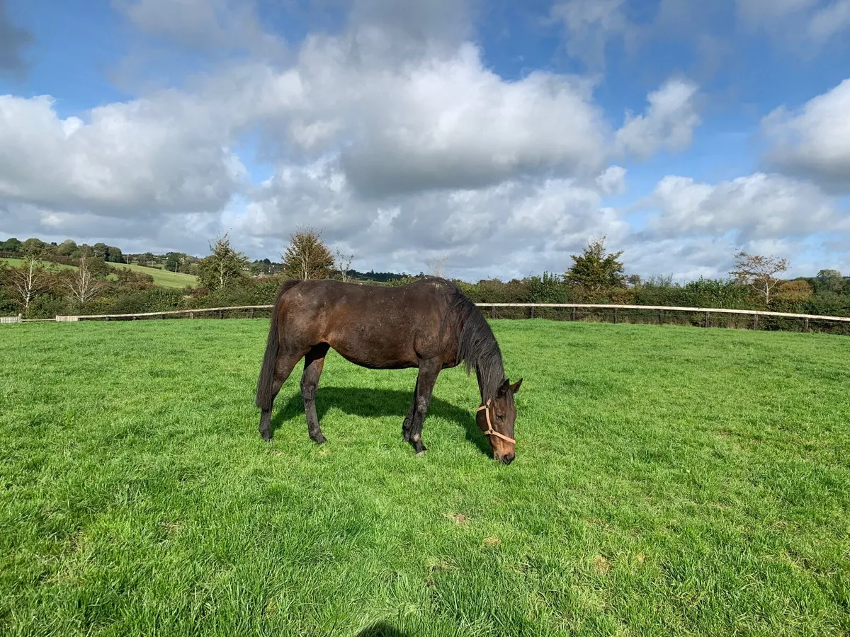 Grazing for horses - Image 1