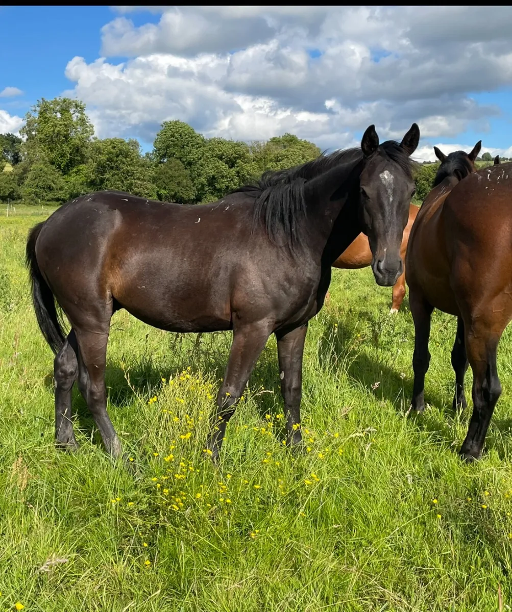 Grazing for horses - Image 2