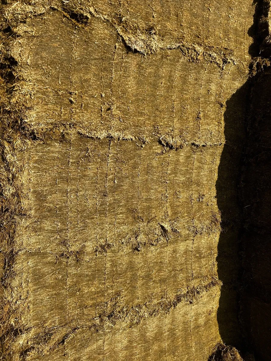 Pit silage - Image 2