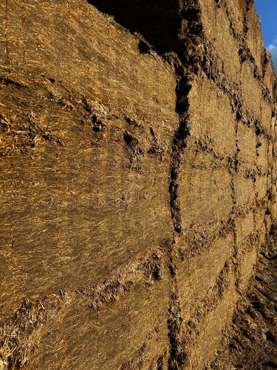 Pit silage - Image 3
