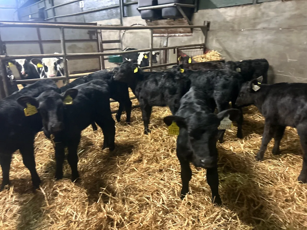 12 super strong Angus heifers - Image 1