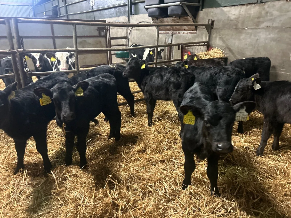 12 super strong Angus heifers - Image 2