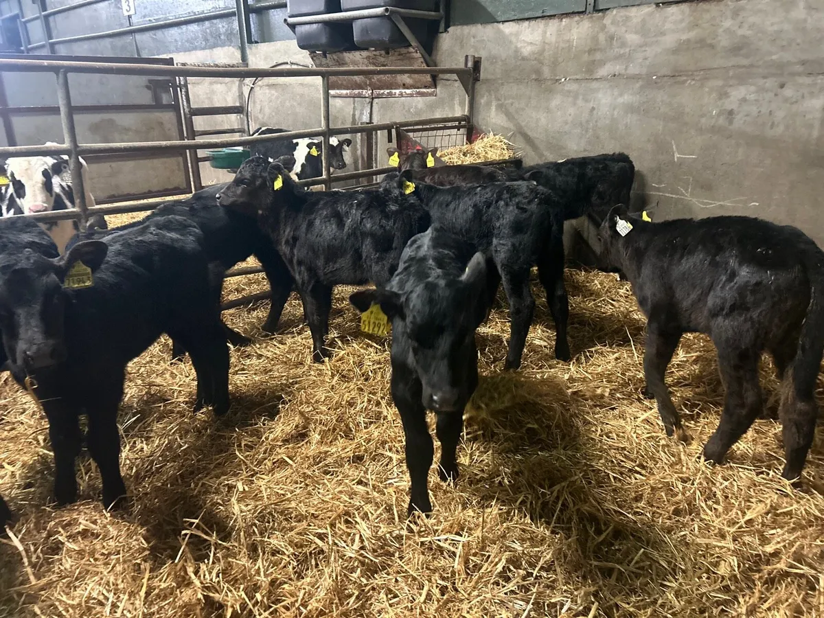 12 super strong Angus heifers - Image 3