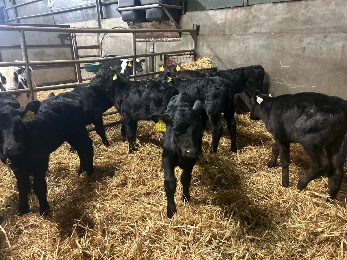 12 super strong Angus heifers - Image 4