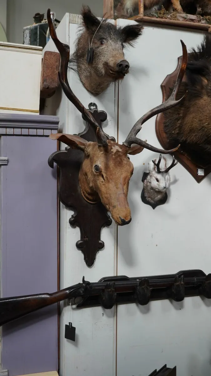 📌Vintage Spanish Stag Taxidermy - Image 1