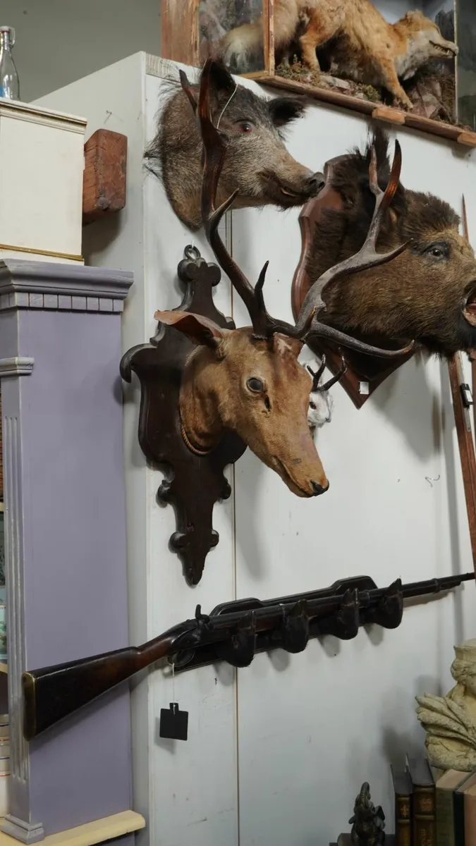 📌Vintage Spanish Stag Taxidermy - Image 2