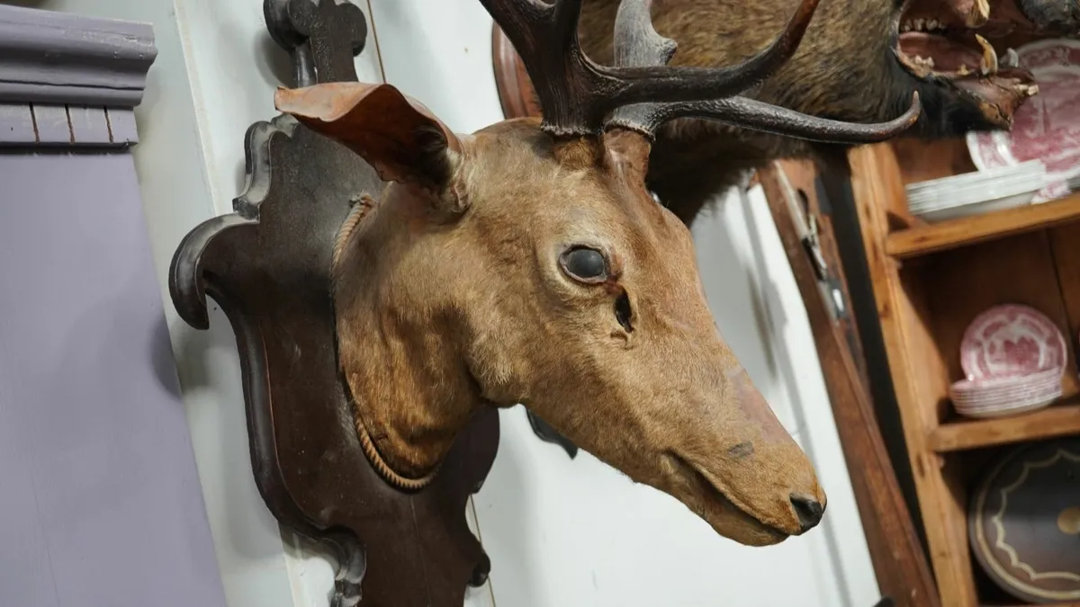 📌Vintage Spanish Stag Taxidermy - Image 3