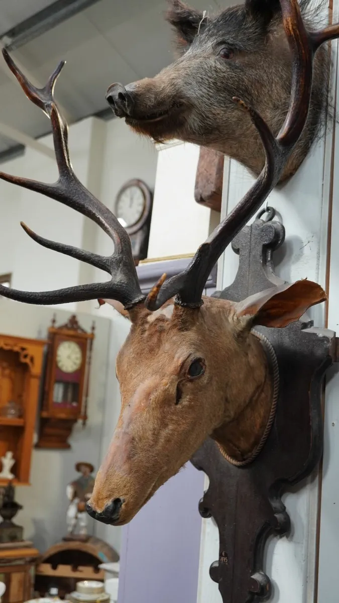 📌Vintage Spanish Stag Taxidermy - Image 4