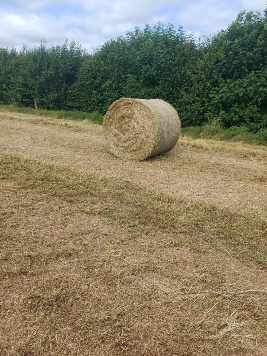 Hay for sale - Image 1