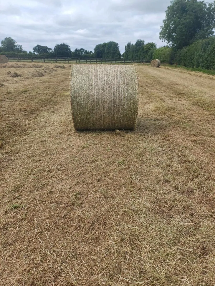 Hay for sale - Image 2