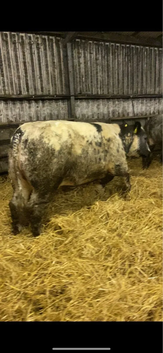 ❌❌ BREEDING HEIFERS ❌❌ @ Headfordmart - Image 4