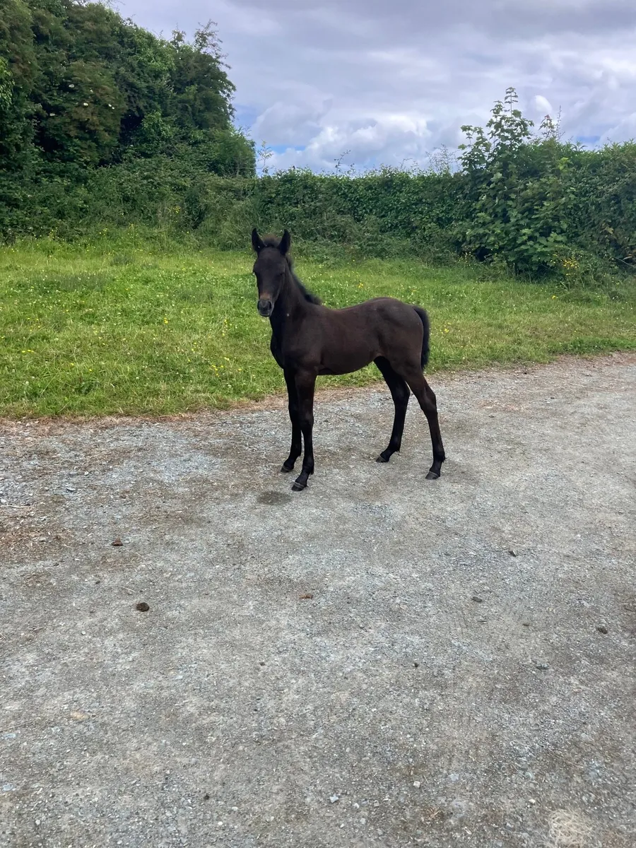 Connemara filly foal - Image 4