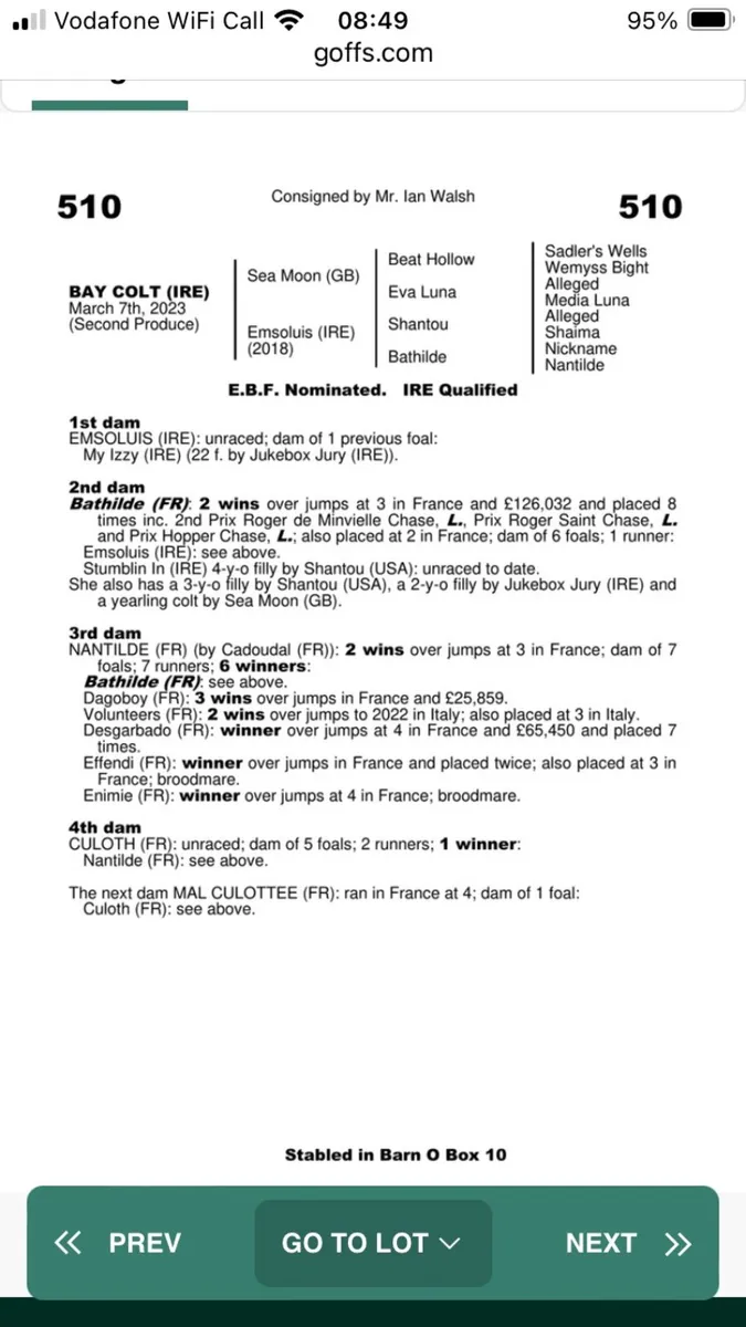 Jukebox Jury 3yo filly - Image 2