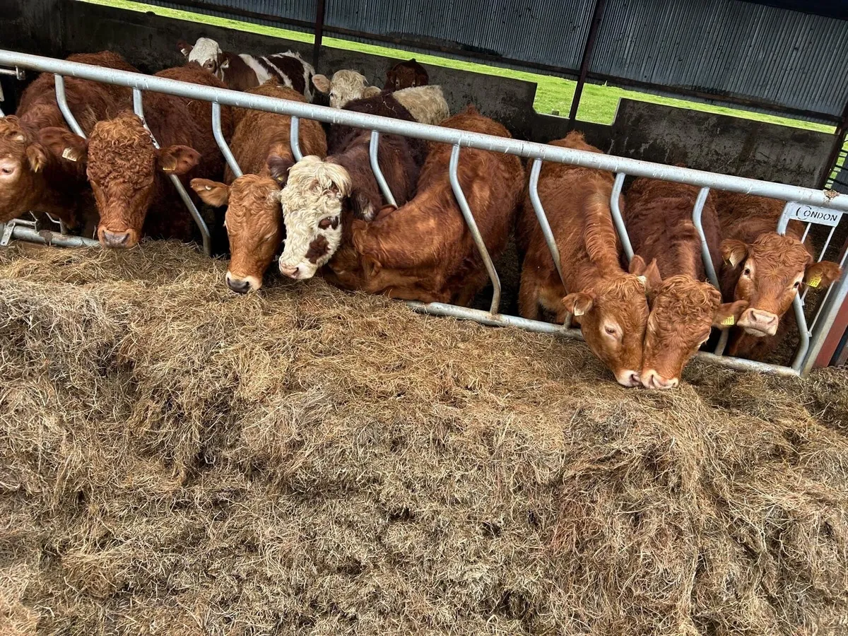Wrapped silage - Image 1
