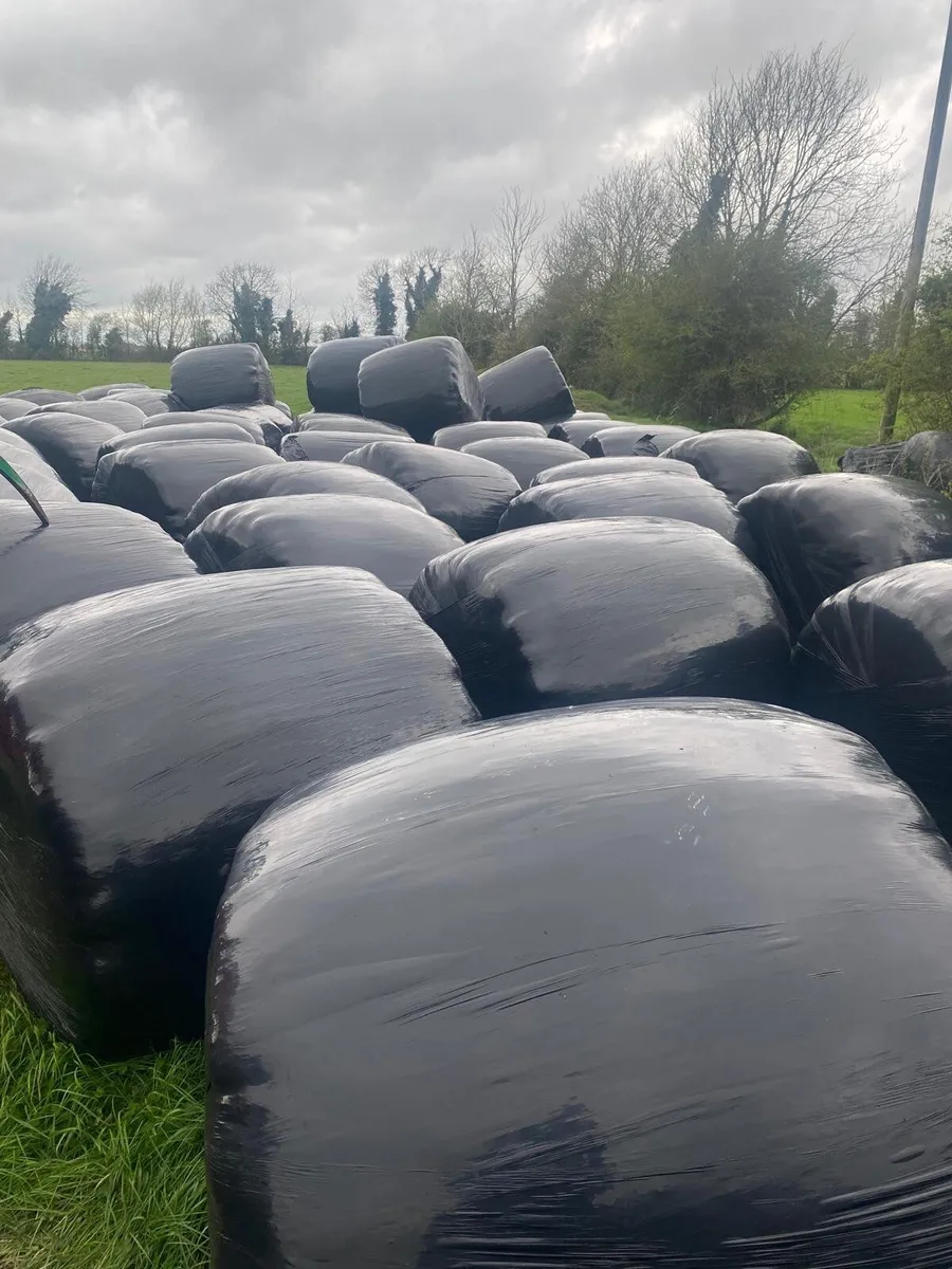 Wrapped silage - Image 2
