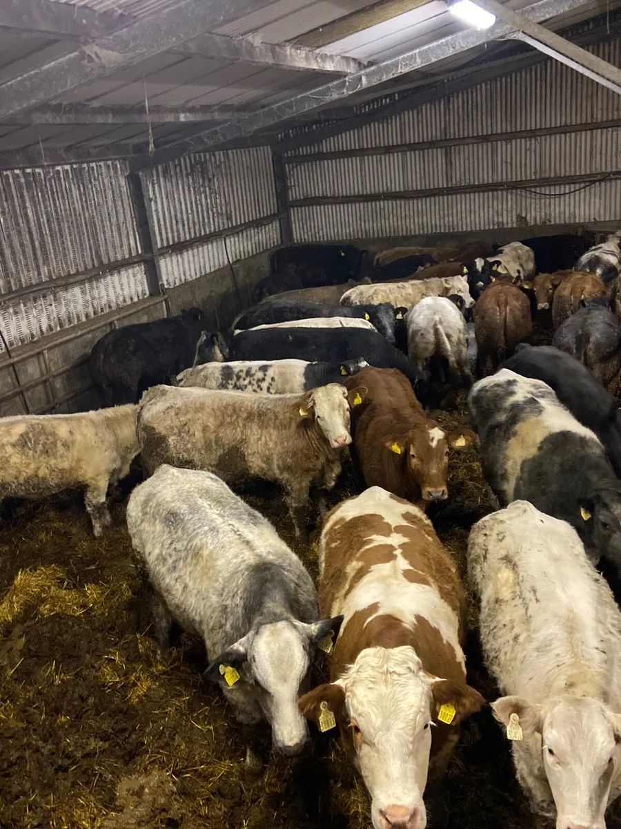 ❌❌ BREEDING HEIFERS ❌❌ @ Headfordmart - Image 1