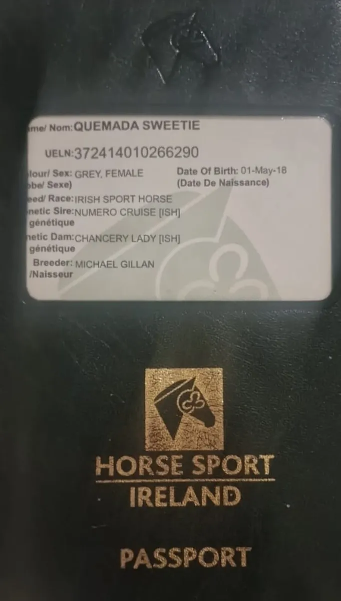 Irish Sport Horse Mare - Image 3
