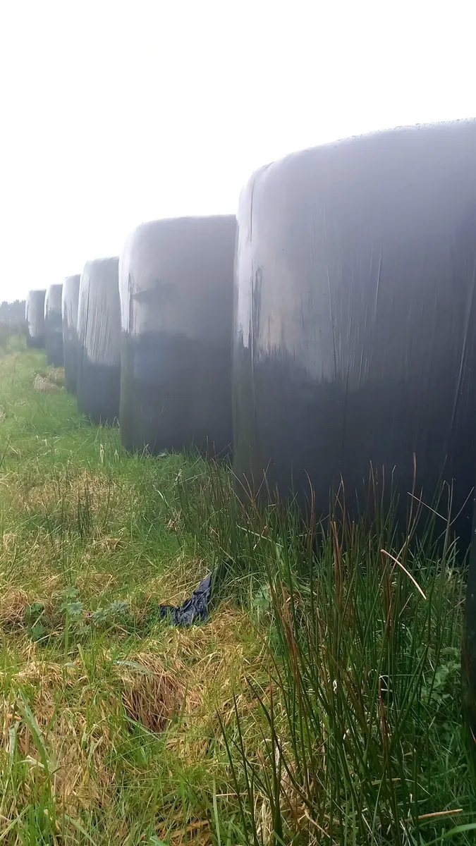 1st cut silage