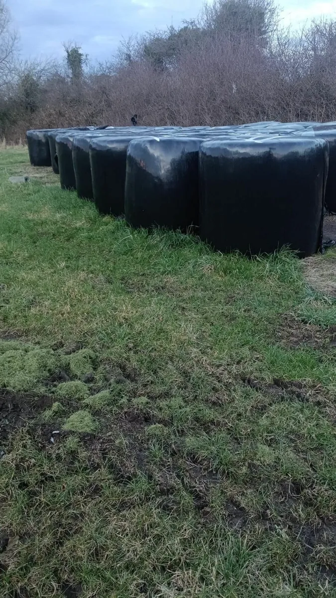 Round bales of Silage and Hailage - Image 2