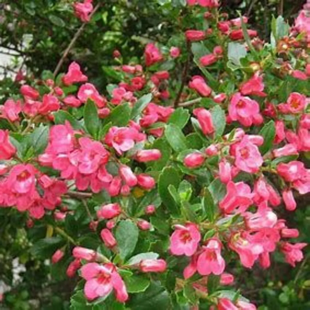 HEDGING  in 20 varieties - Image 2