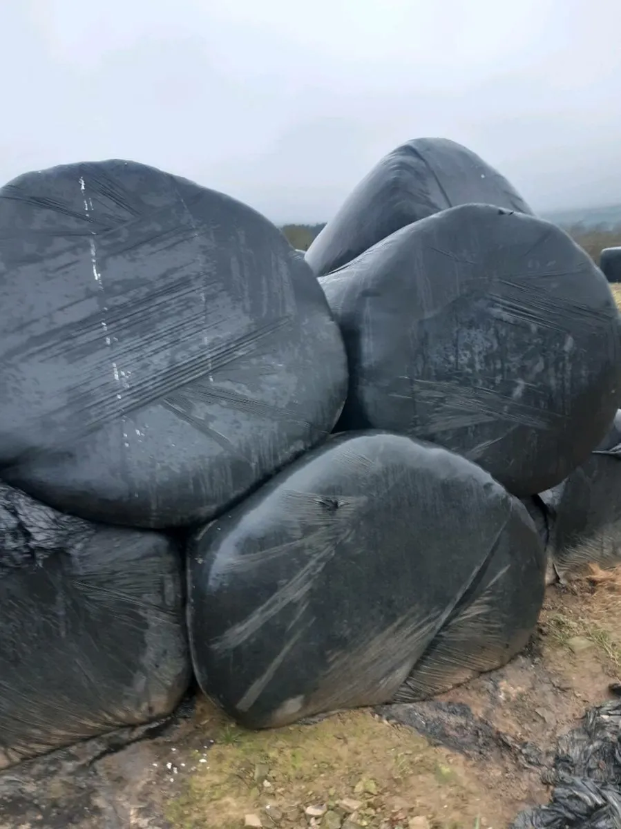 Round bales - Image 1