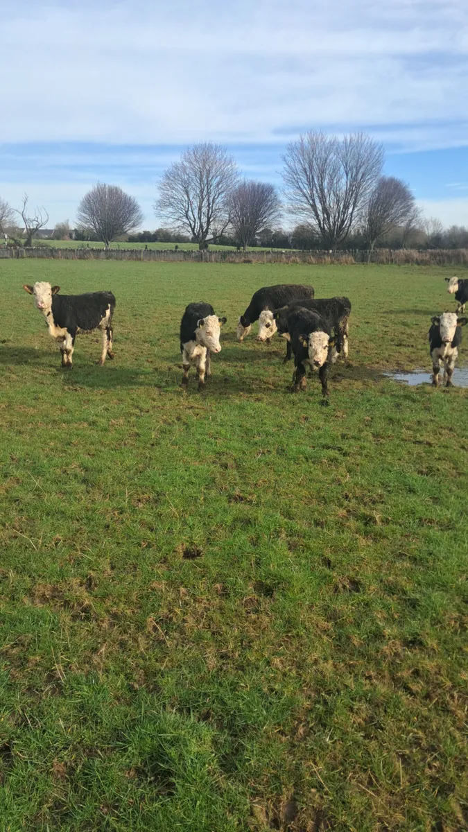 Hereford bullocks - Image 4