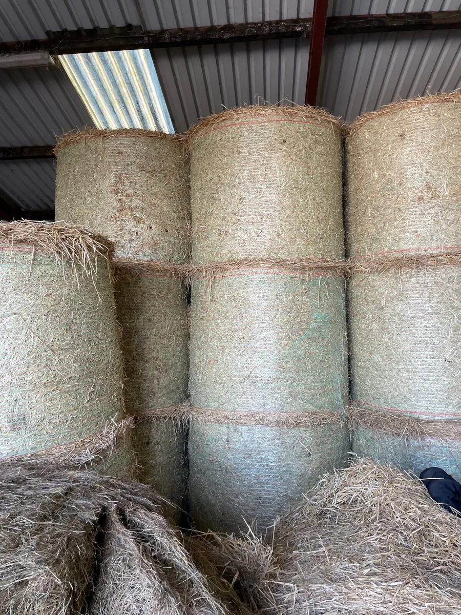 Top Quality Haylage & straw - Image 4