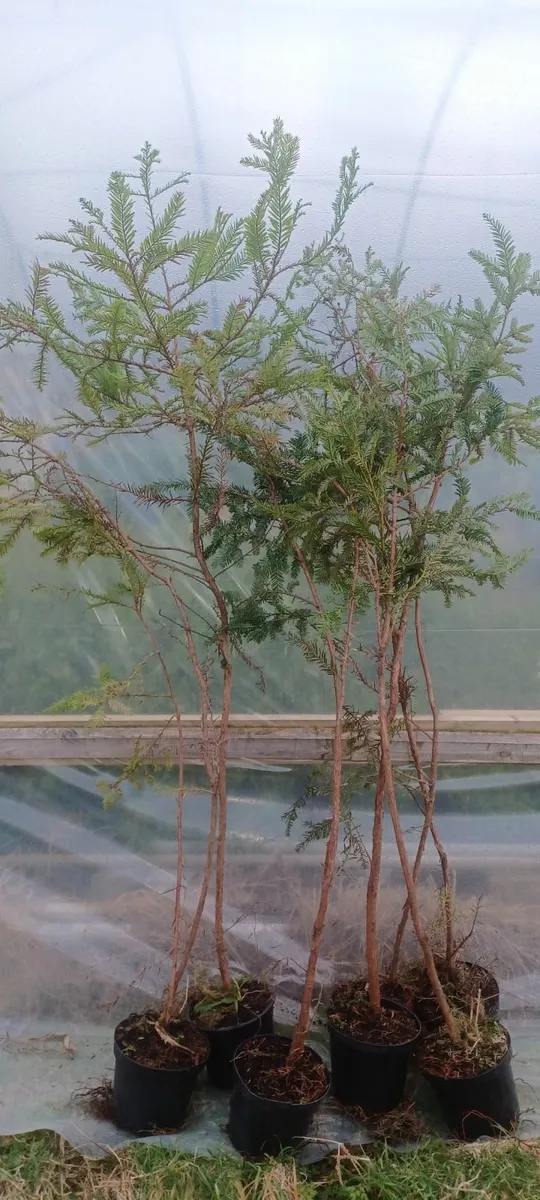 TREES