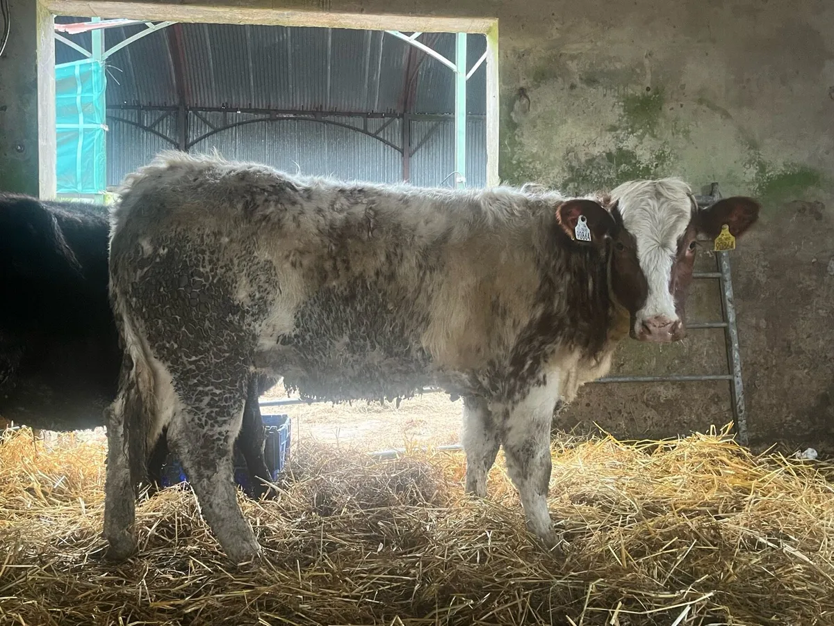 OUTSTANDING RED ROAN HEIFER 🔥🔥🔥 - Image 1