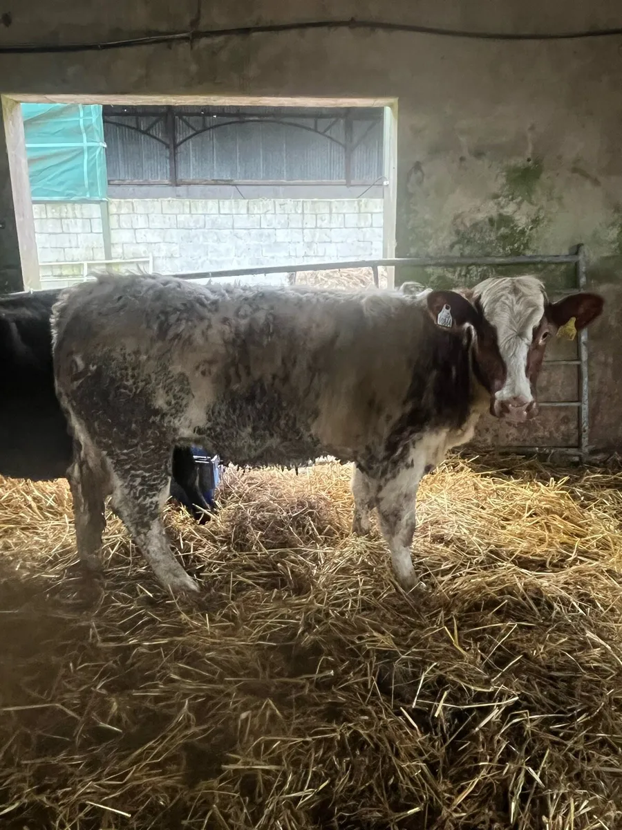 OUTSTANDING RED ROAN HEIFER 🔥🔥🔥 - Image 2