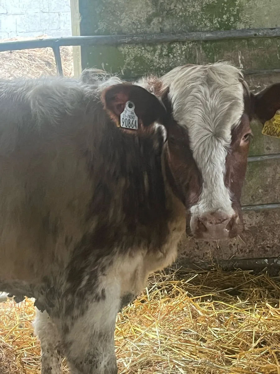 OUTSTANDING RED ROAN HEIFER 🔥🔥🔥 - Image 3