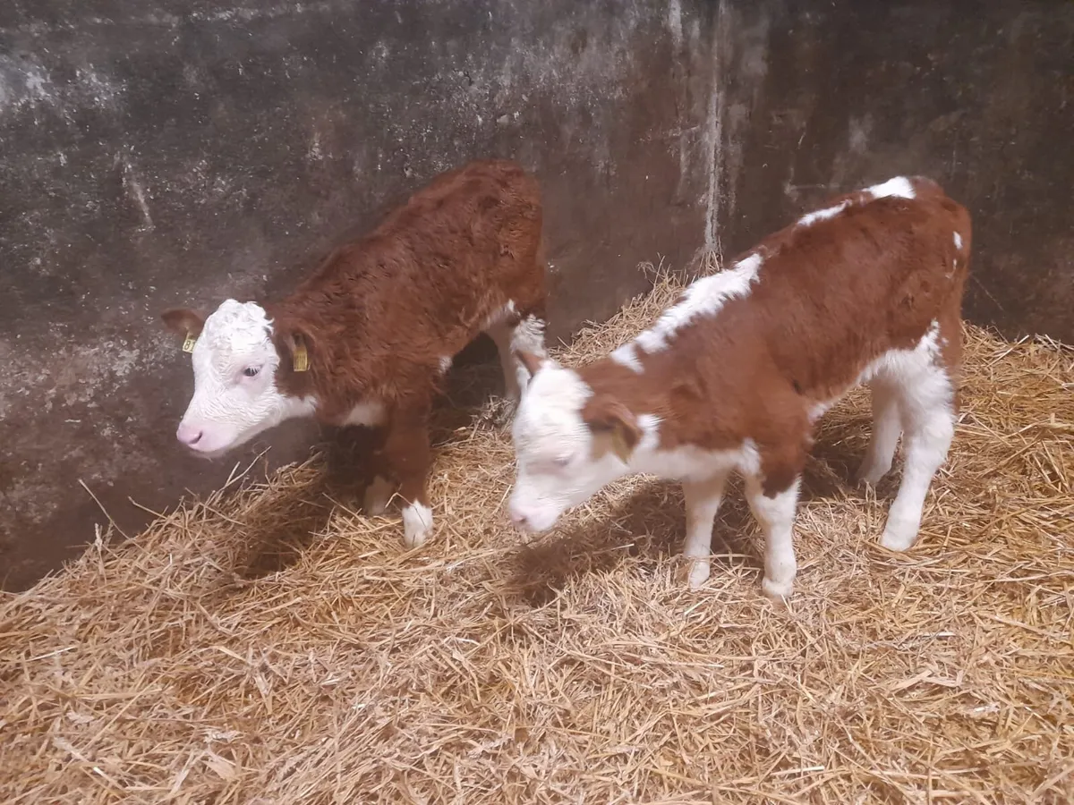 2 Super Red white head heifer calf’s for sale - Image 2