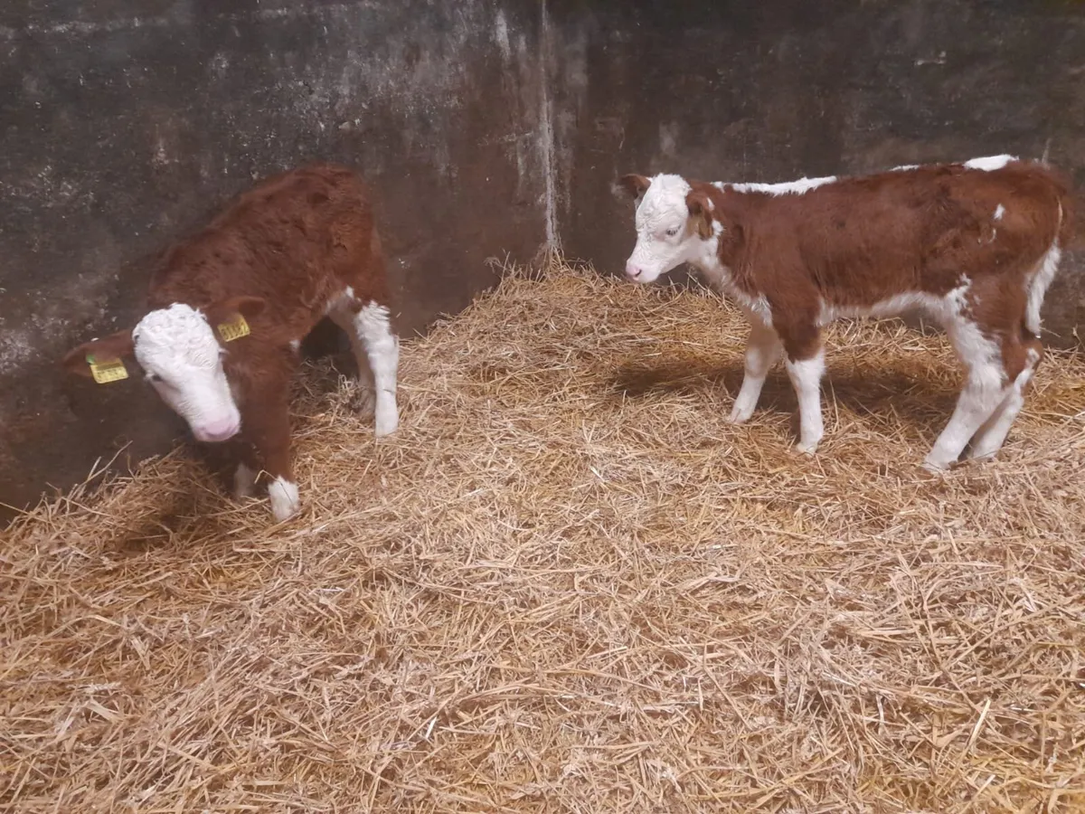 2 Super Red white head heifer calf’s for sale - Image 3