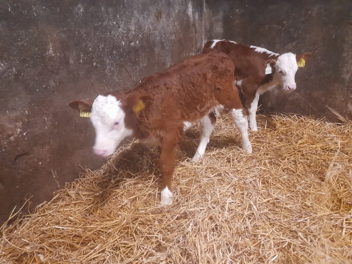 2 Super Red white head heifer calf’s for sale - Image 4