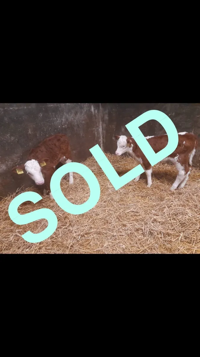 2 Super Red white head heifer calf’s for sale - Image 1