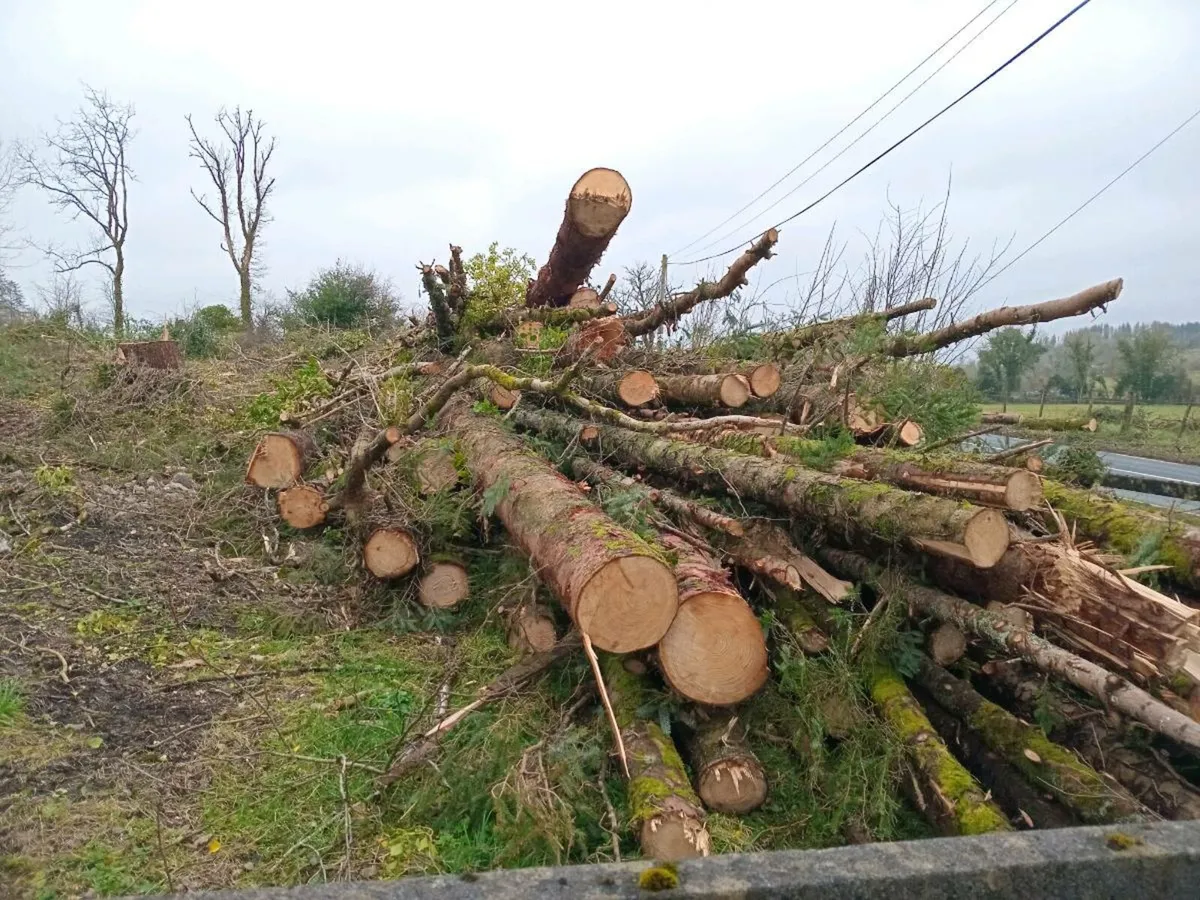 timber Logs - Image 1